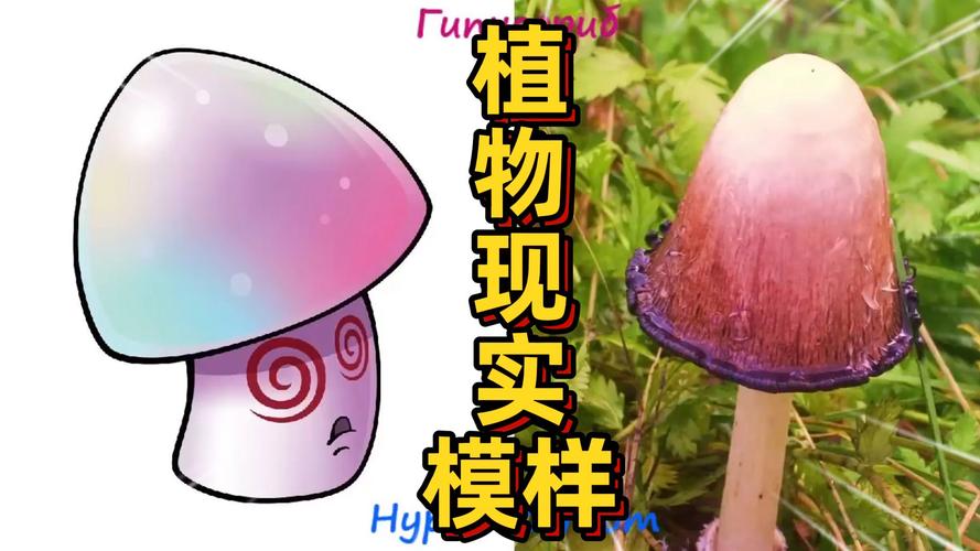 植物大战僵尸2魅惑菇_植物大战僵尸2魅惑菇对战僵王-第5张图片-屿企游戏网 植物大战僵尸2魅惑菇_植物大战僵尸2魅惑菇对战僵王-第5张图片-屿企游戏网