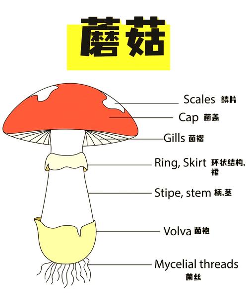 植物大战僵尸2阳光菇，植物大战僵尸2阳光菇和向日葵哪个好-第4张图片-屿企游戏网