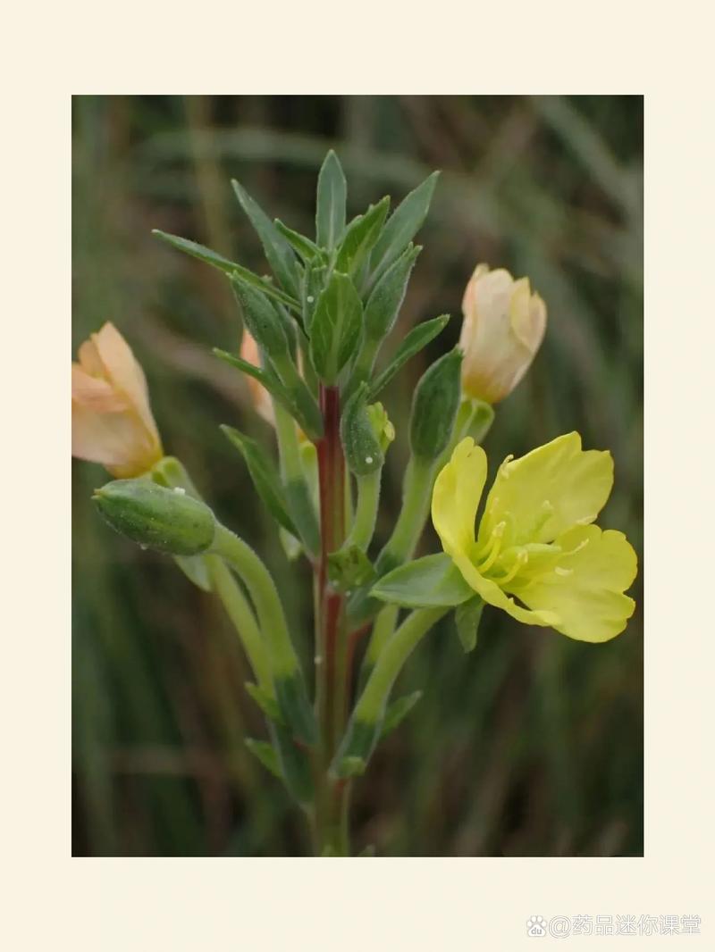 植物大战僵尸世界版新植物-植物大战僵尸世界版新植物爆料-第3张图片-屿企游戏网