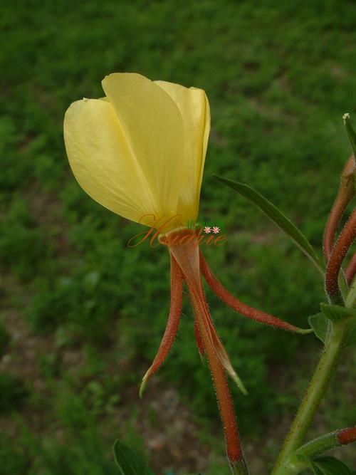 植物大战僵尸世界版植物_植物大战僵尸世界版植物怎么解锁-第2张图片-屿企游戏网