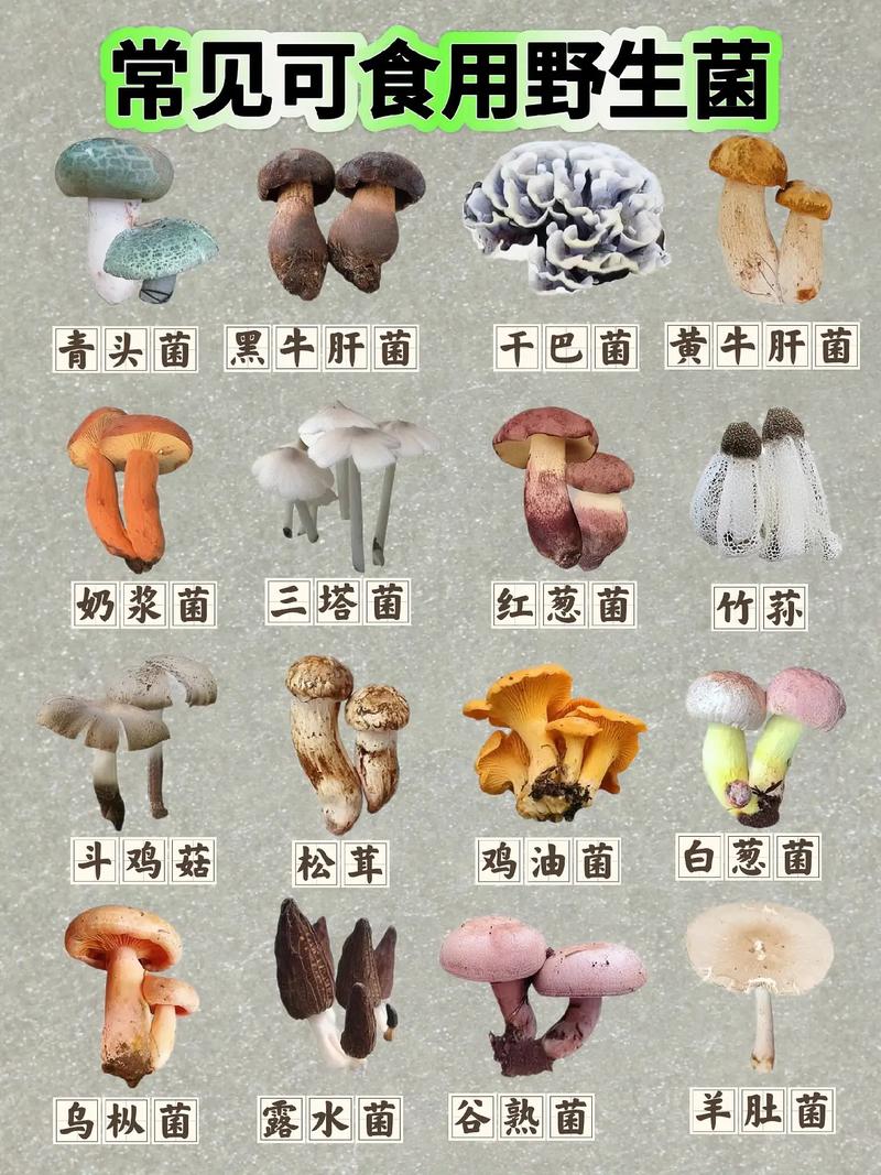 植物大战僵尸2花椰菜，植物大战僵尸花椰菜图片-第4张图片-屿企游戏网