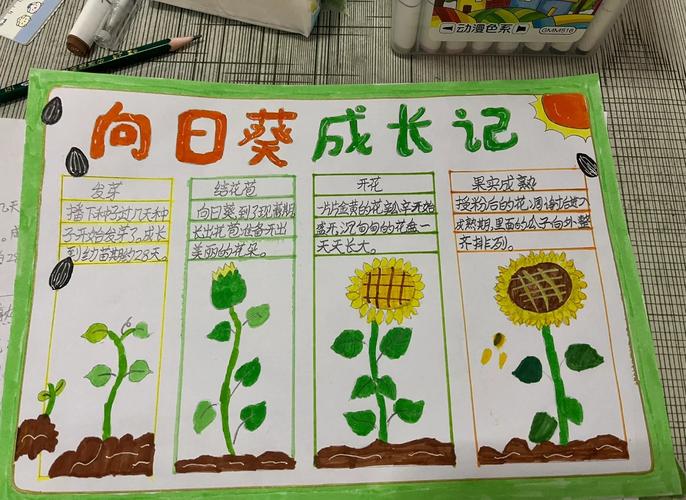 植物大战僵尸向日葵图片-植物大战僵尸向日葵图片白底