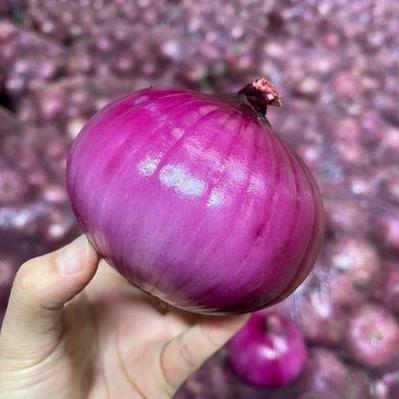 植物大战僵尸紫色植物_植物大战僵尸紫色植物有哪些-第4张图片-屿企游戏网