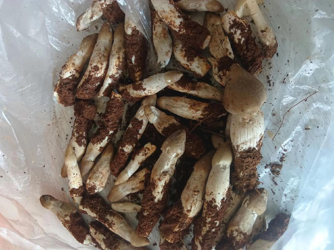 植物大战僵尸雷蘑菇版_pvz bt雷蘑菇-第3张图片-屿企游戏网