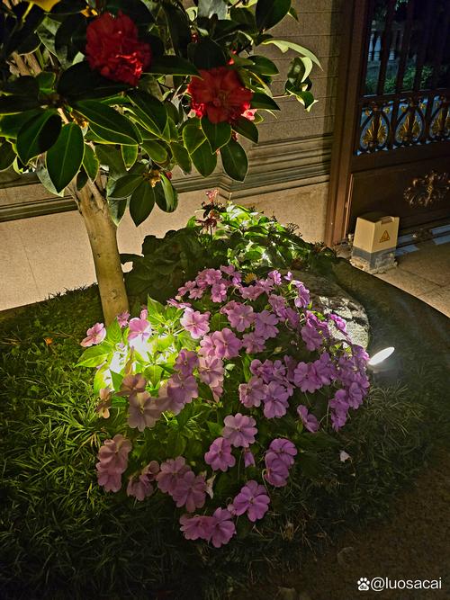 植物大战僵尸夜间植物，植物大战僵尸夜间植物白天怎么用-第2张图片-屿企游戏网