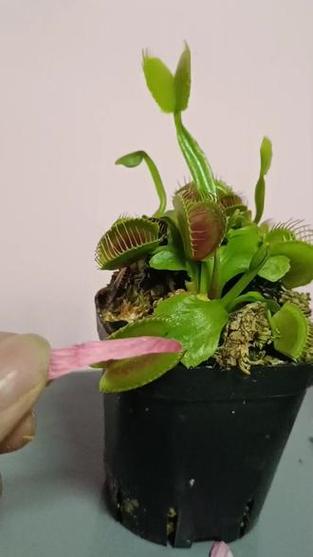 植物大战僵尸2无限挑战攻略，植物大战僵尸2挑战无限次数-第4张图片-屿企游戏网