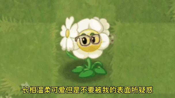 植物大战僵尸菊花-植物大战僵尸菊花的作用-第2张图片-屿企游戏网