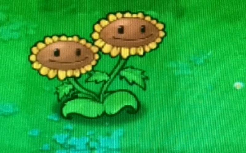 植物大战僵尸向日葵萌-植物大战僵尸各种向日葵-第2张图片-屿企游戏网