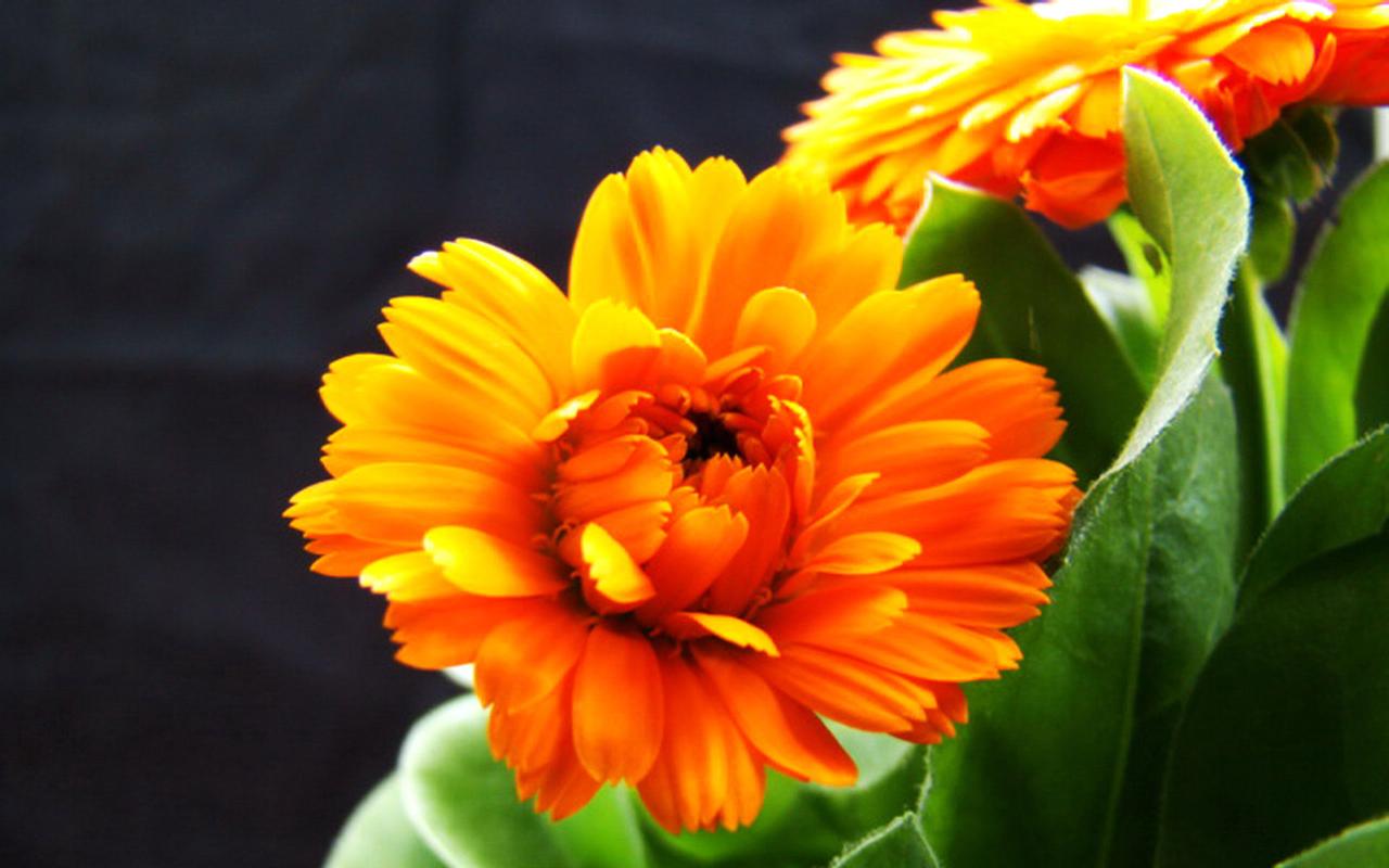 植物大战僵尸2橙色植物，植物大战僵尸2橙色植物怎么获得-第4张图片-屿企游戏网