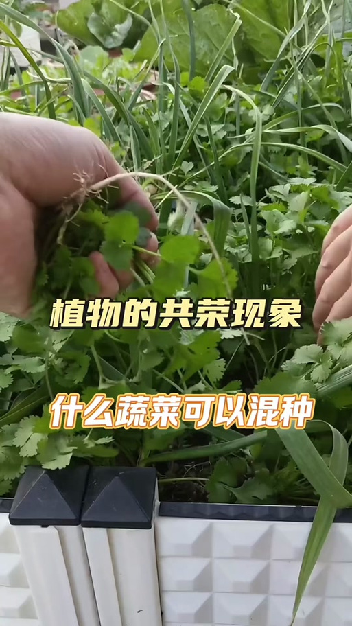 植物大战僵尸保护植物_植物大战僵尸保护植物的植物-第3张图片-屿企游戏网