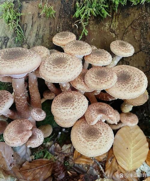 植物大战僵尸2鸡腿菇，植物大战僵尸二蘑菇