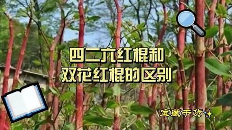 植物大战僵尸2红针花_植物大战僵尸2红针花怎么画-第3张图片-屿企游戏网