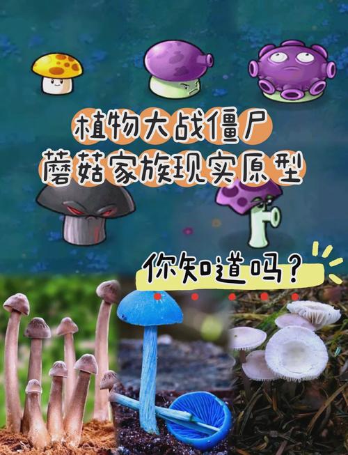 植物大战僵尸忧郁菇，植物大战僵尸忧郁菇解锁-第4张图片-屿企游戏网