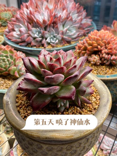 植物大战僵尸紫色植物-植物大战僵尸紫色植物怎么获得-第3张图片-屿企游戏网 植物大战僵尸紫色植物-植物大战僵尸紫色植物怎么获得-第3张图片-屿企游戏网